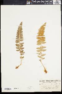 Polystichum scopulinum image