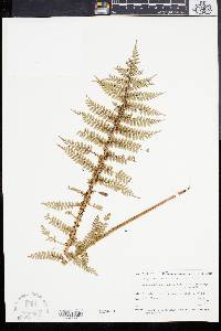 Polystichum vestitum image