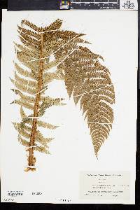 Polystichum aculeatum image