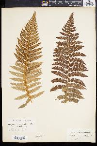 Polystichum aculeatum image