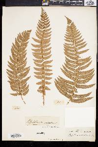 Polystichum aculeatum image