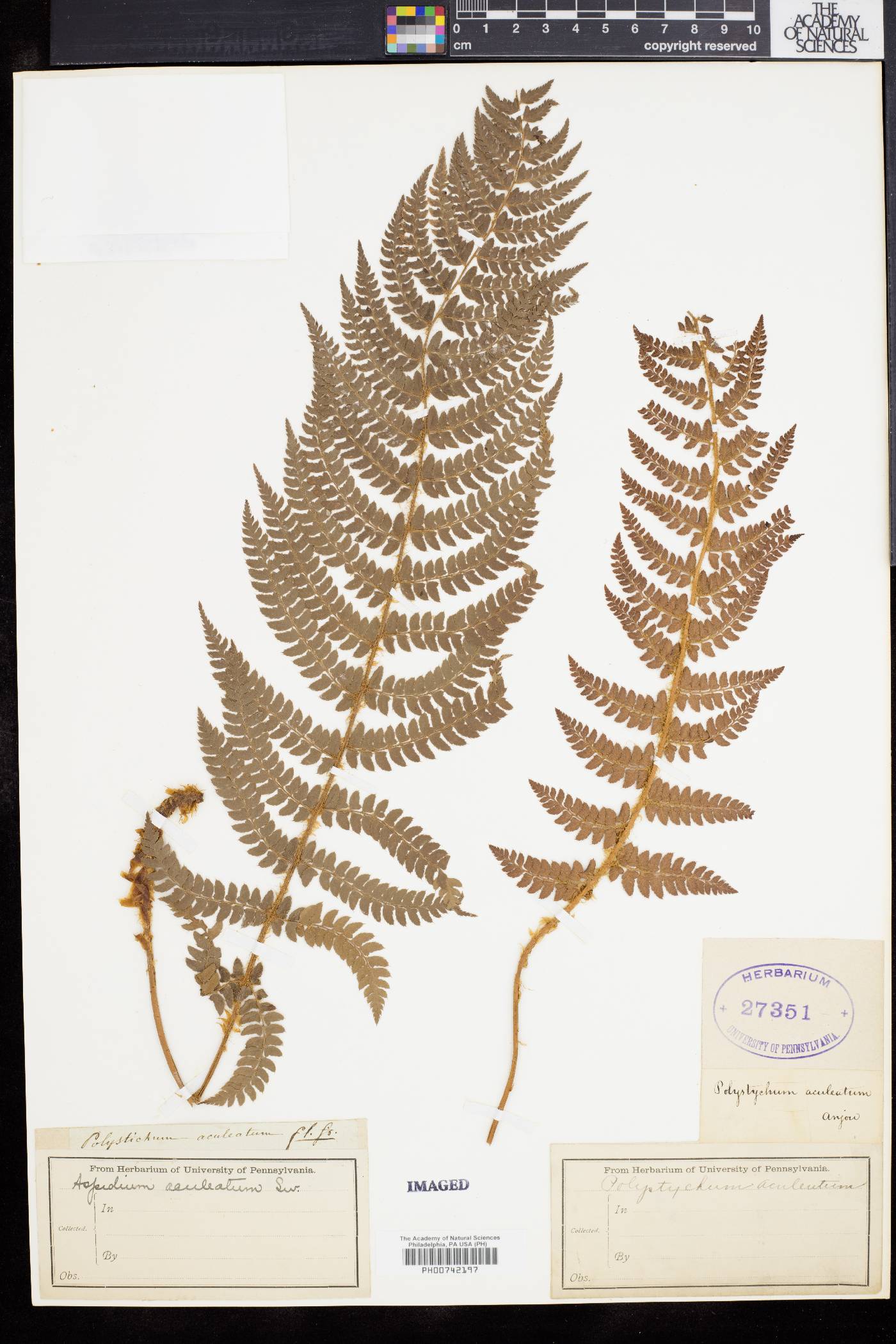 Polystichum aculeatum image