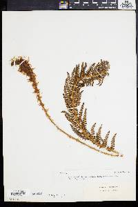 Polystichum aculeatum image