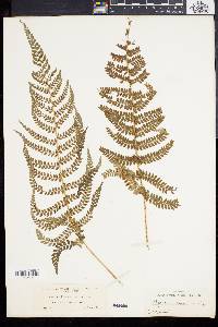 Polystichum aculeatum image