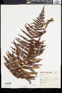 Polystichum distans image