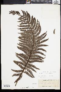 Polystichum distans image