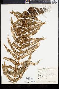 Polystichum distans image