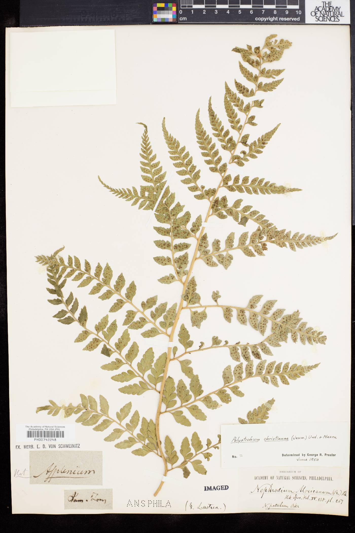 Polystichum christianae image