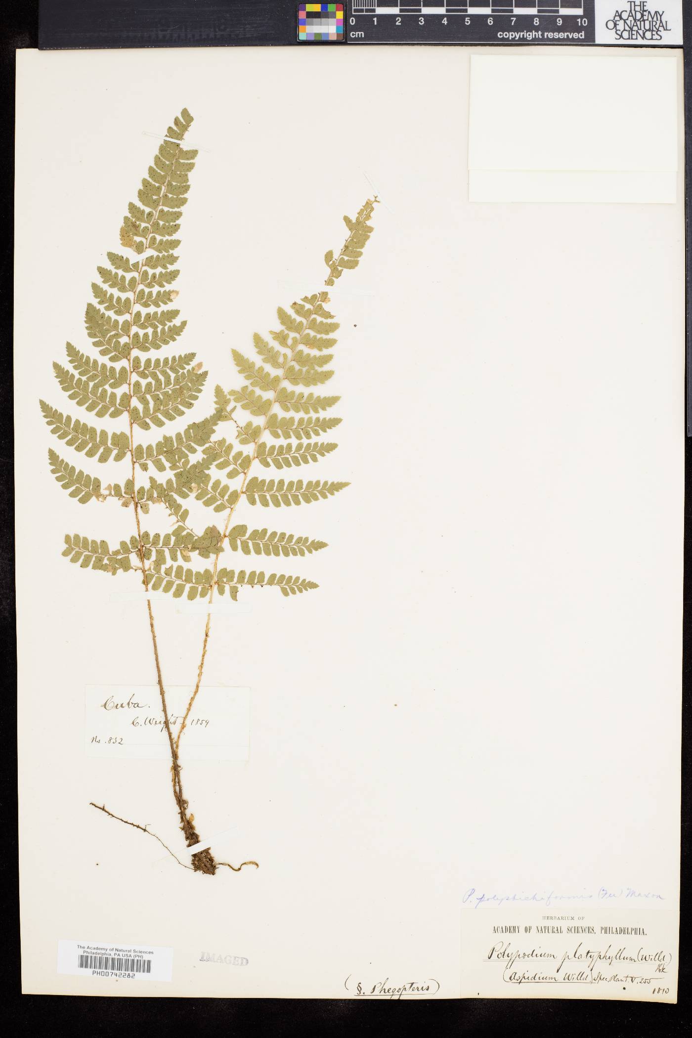 Polystichum polystichiforme image