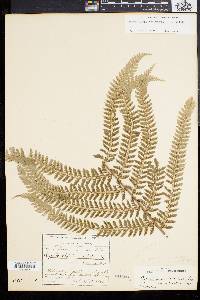 Polystichum ordinatum image