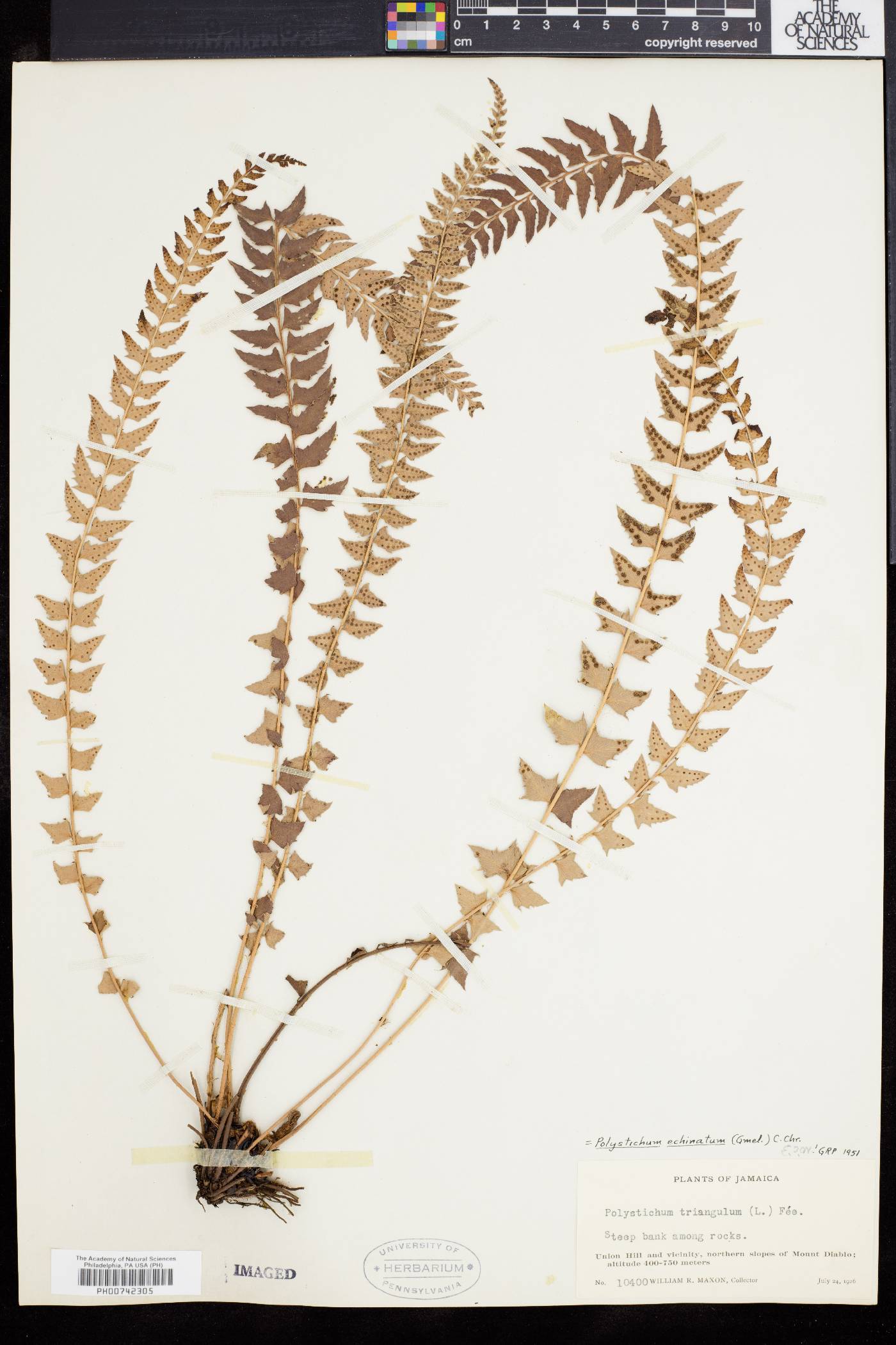 Polystichum echinatum image
