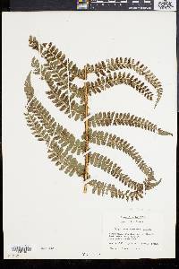 Polystichum muricatum image