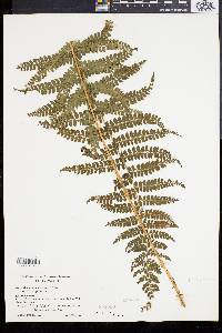 Polystichum muricatum image