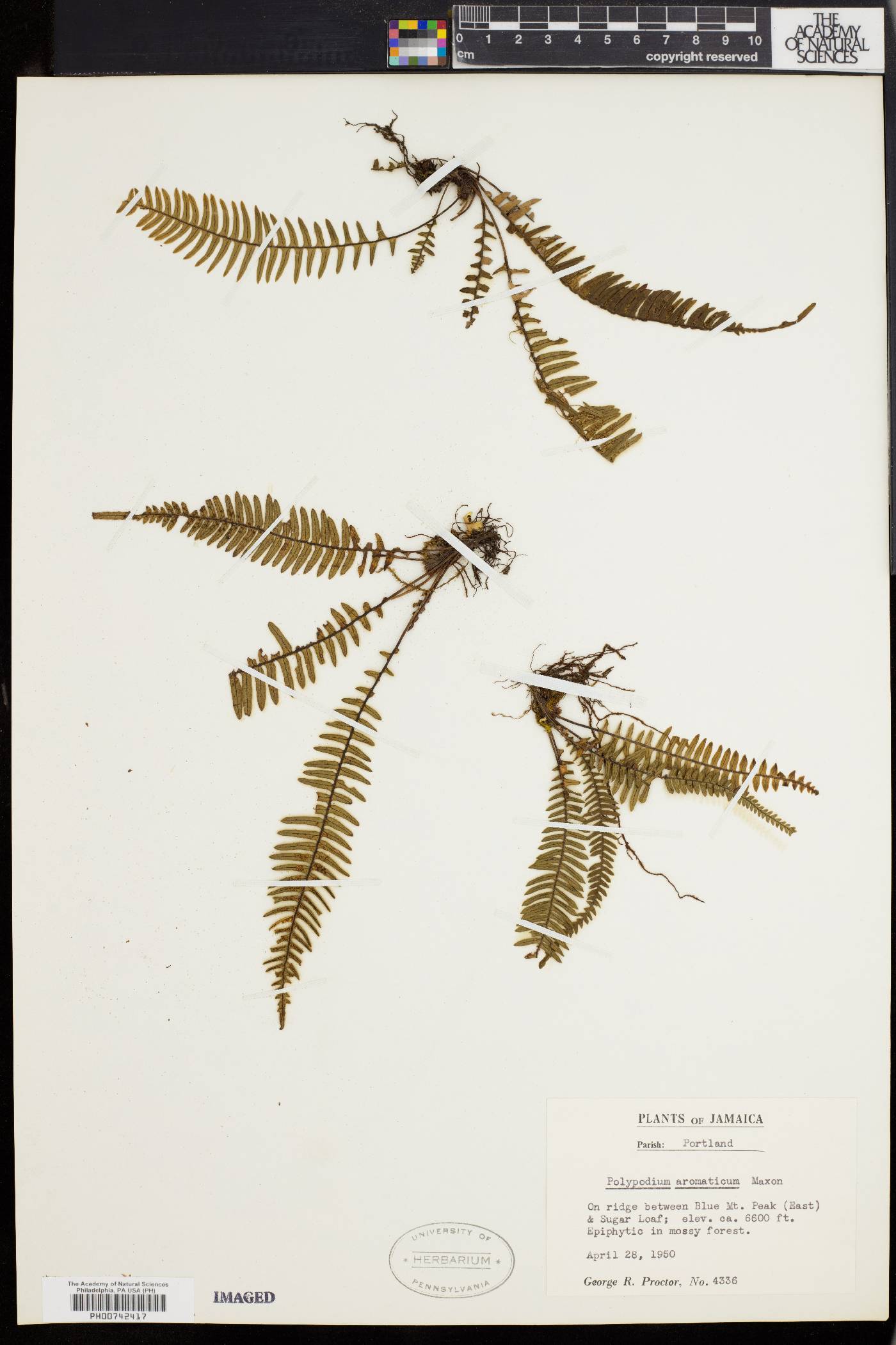 Polypodium aromaticum image