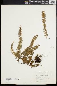 Image of Polypodium asplenifolium