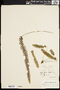 Polypodium asplenifolium image