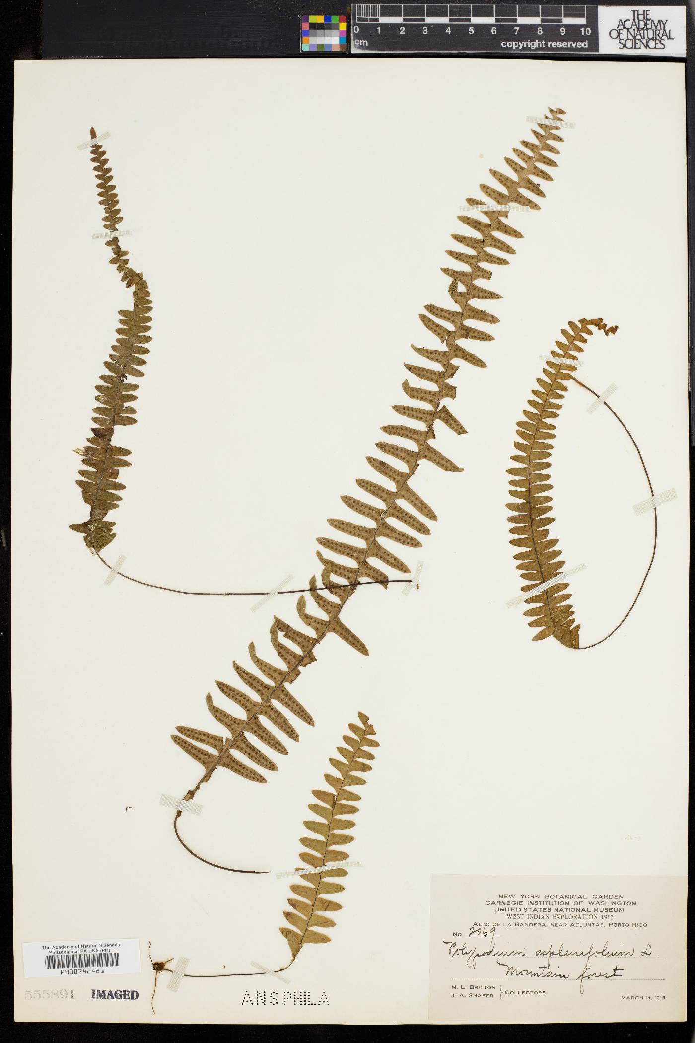 Polypodium asplenifolium image