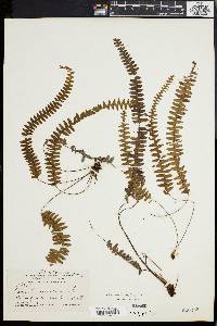 Polypodium asplenifolium image