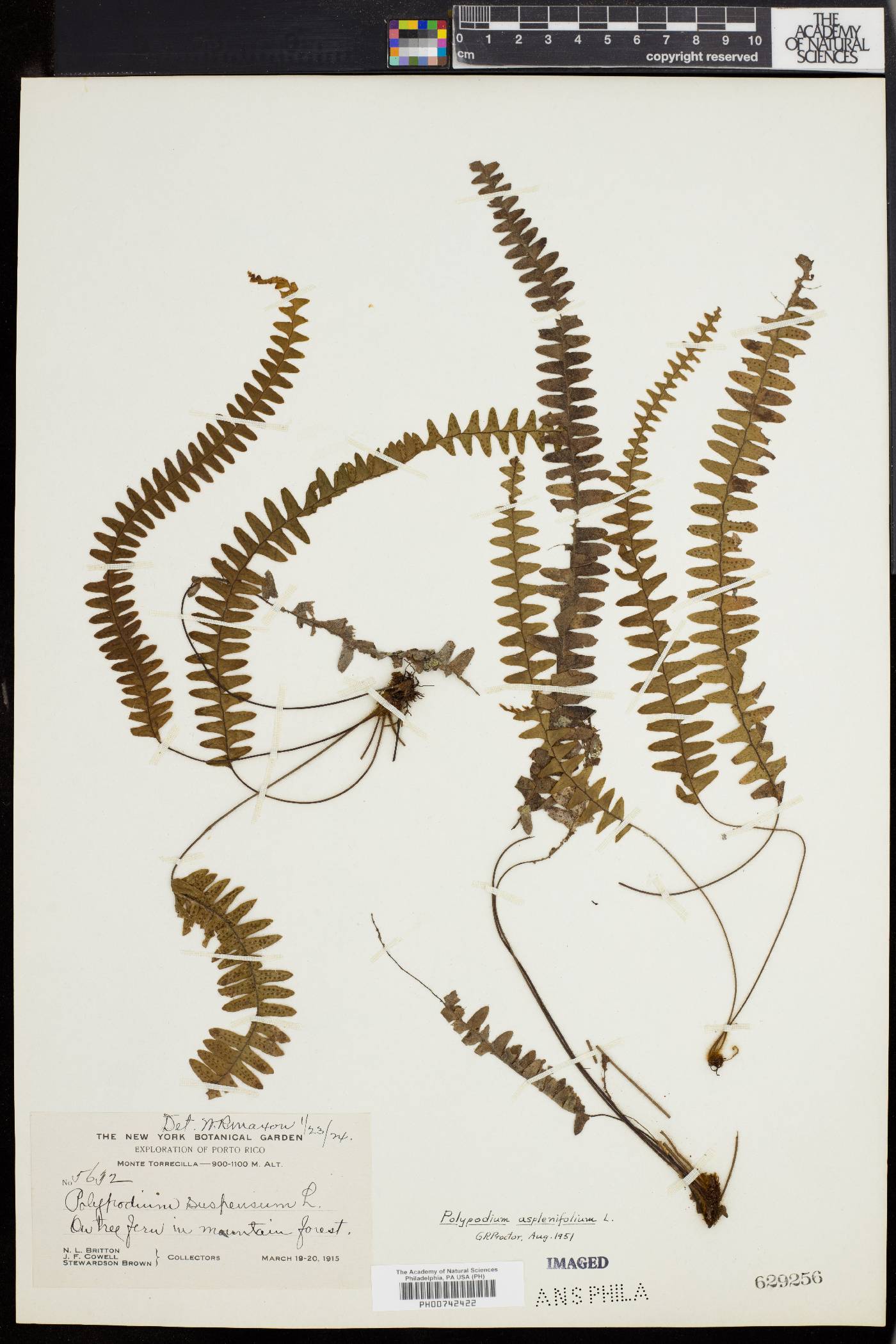 Polypodium asplenifolium image