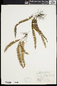 Polypodium asplenifolium image