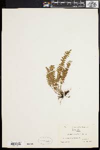 Polypodium asplenifolium image