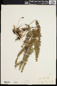 Polypodium asplenifolium image