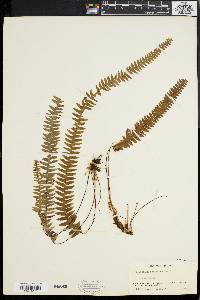 Polypodium asplenifolium image