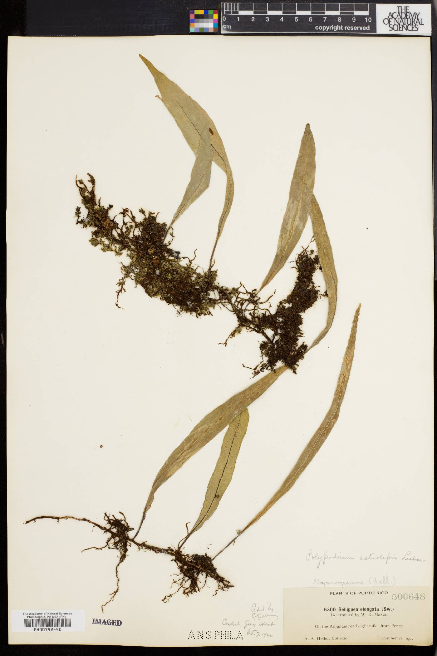 Polypodium astrolepis image