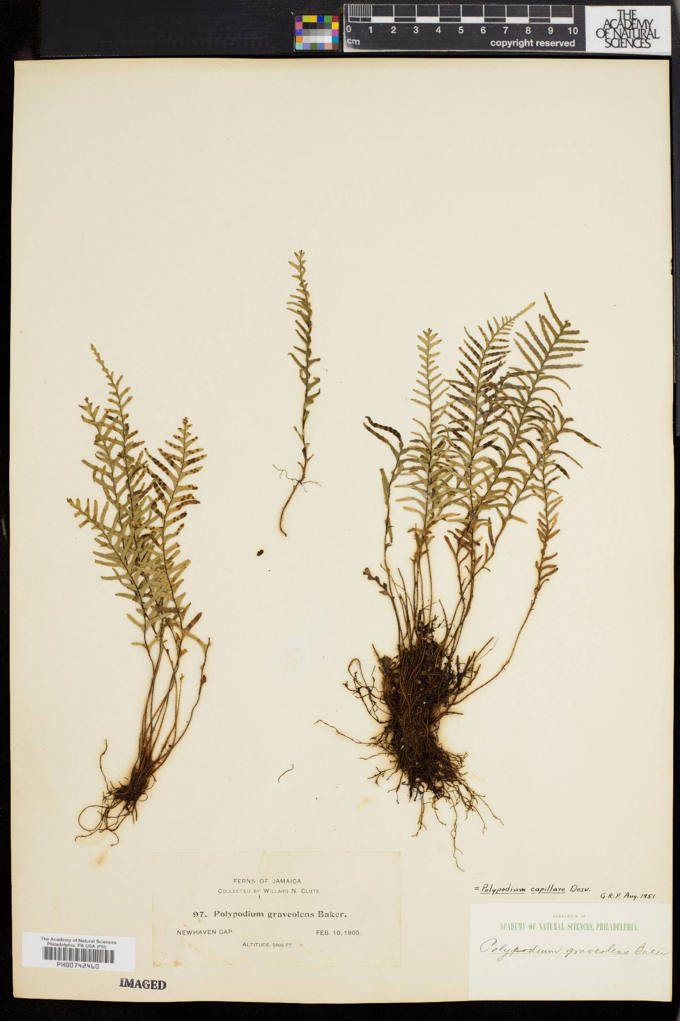 Polypodium capillare image