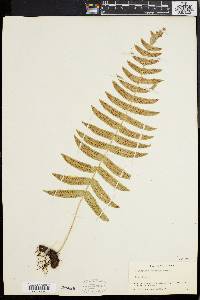 Polypodium chnoodes image