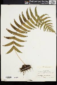 Polypodium chnoodes image