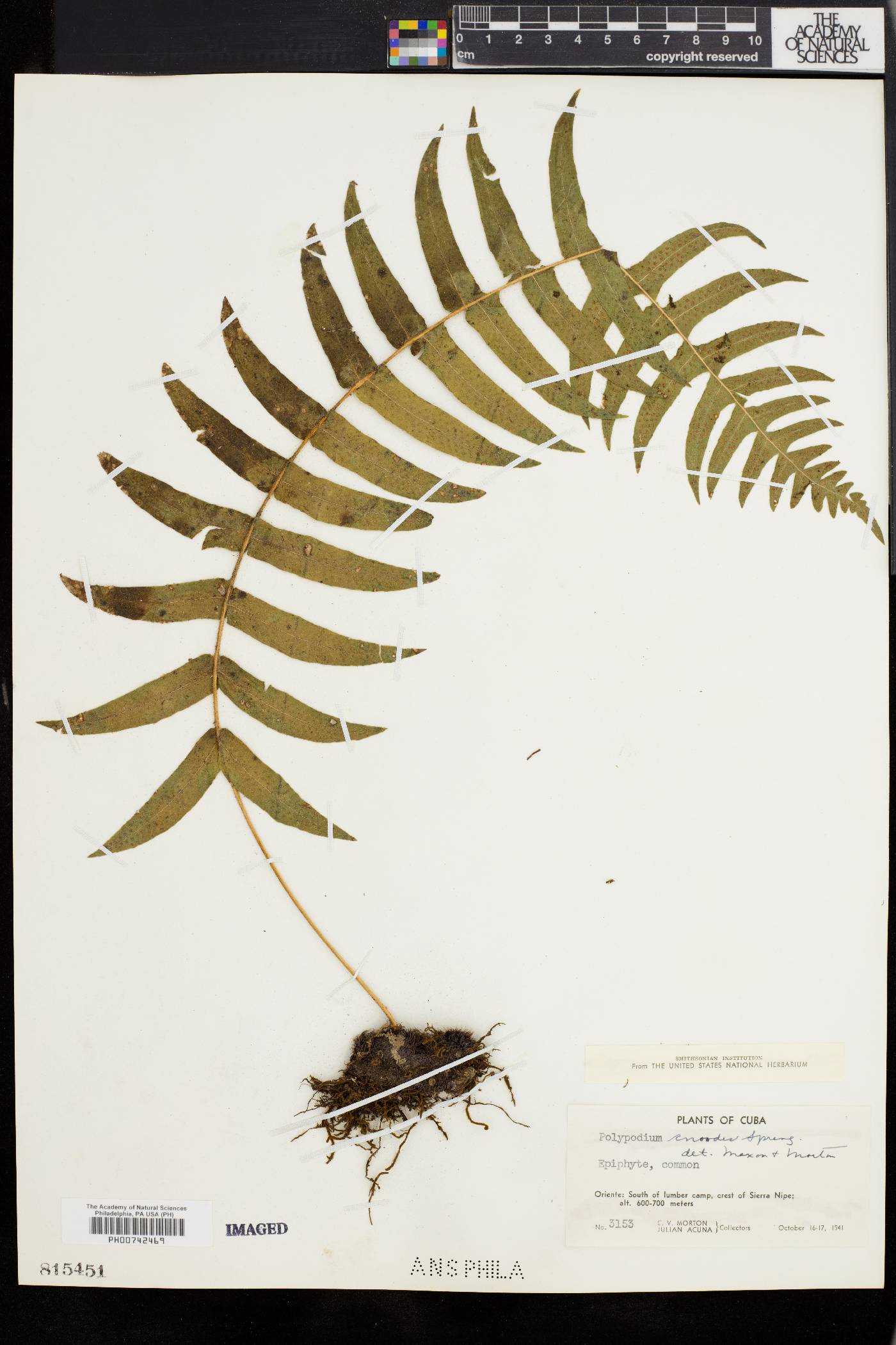Polypodium chnoodes image