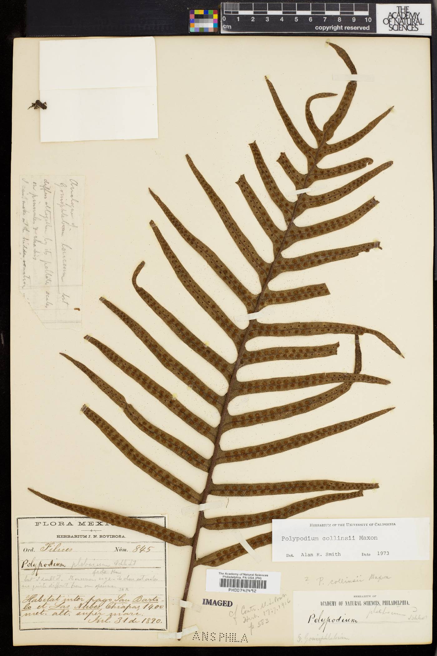Polypodium collinsii image