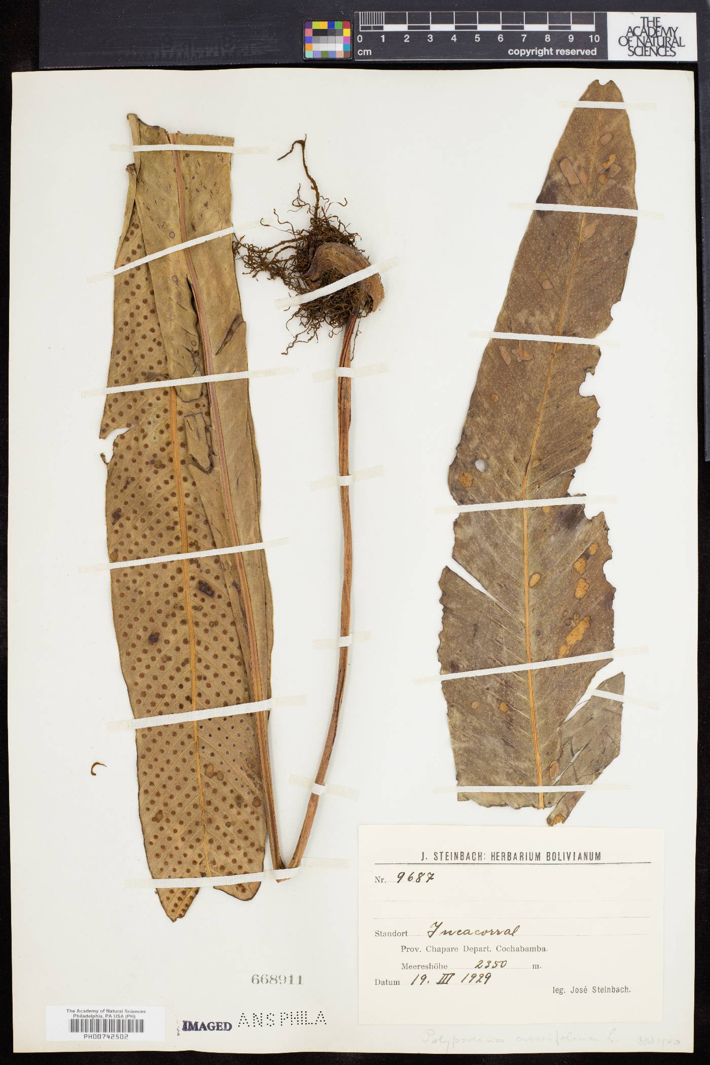 Niphidium albopunctatissimum image