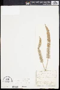 Polypodium cryptocarpon image
