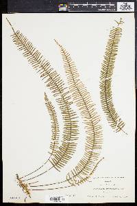 Polypodium cryptocarpon image