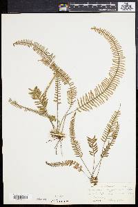 Polypodium cryptocarpon image