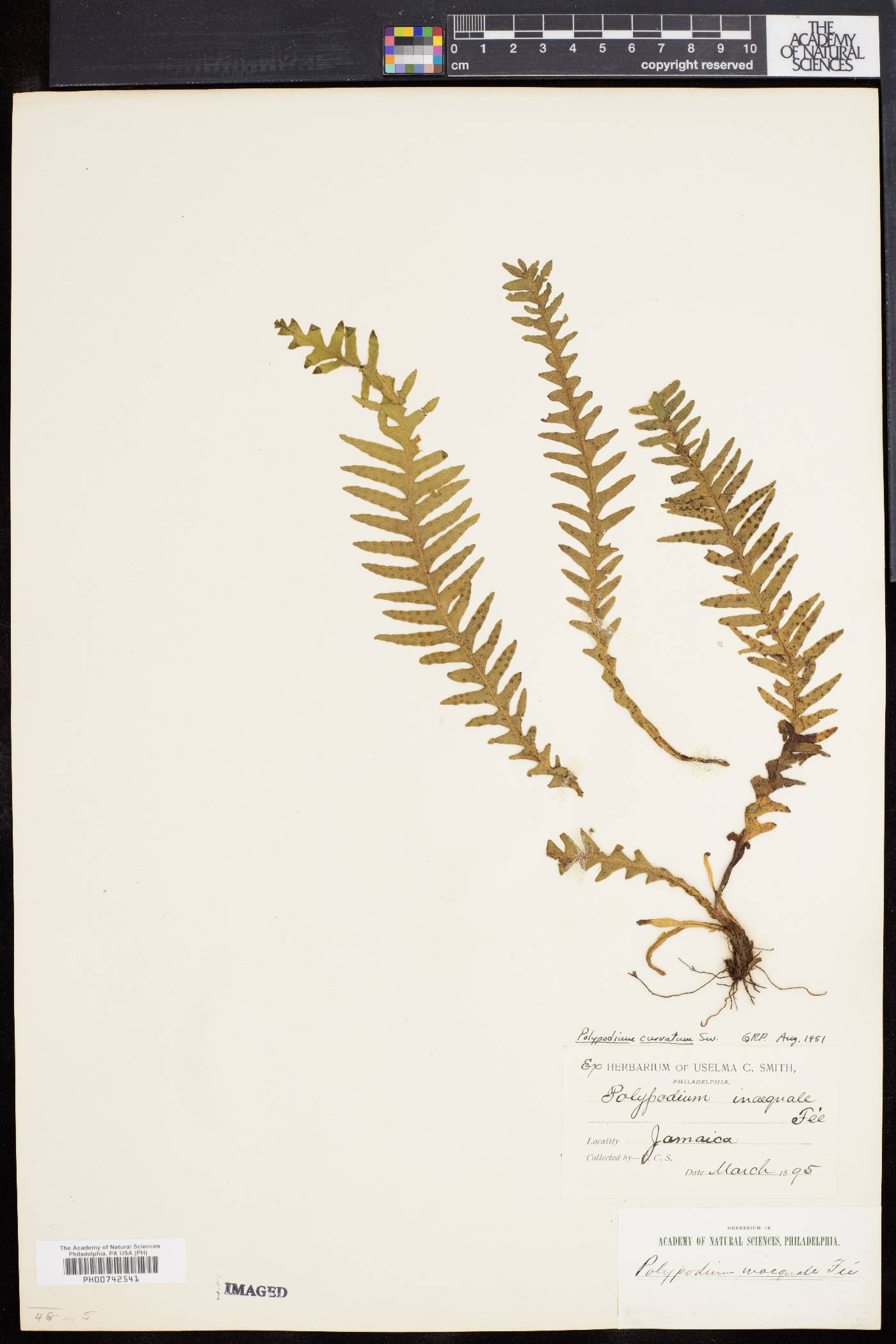 Polypodium curvatum image