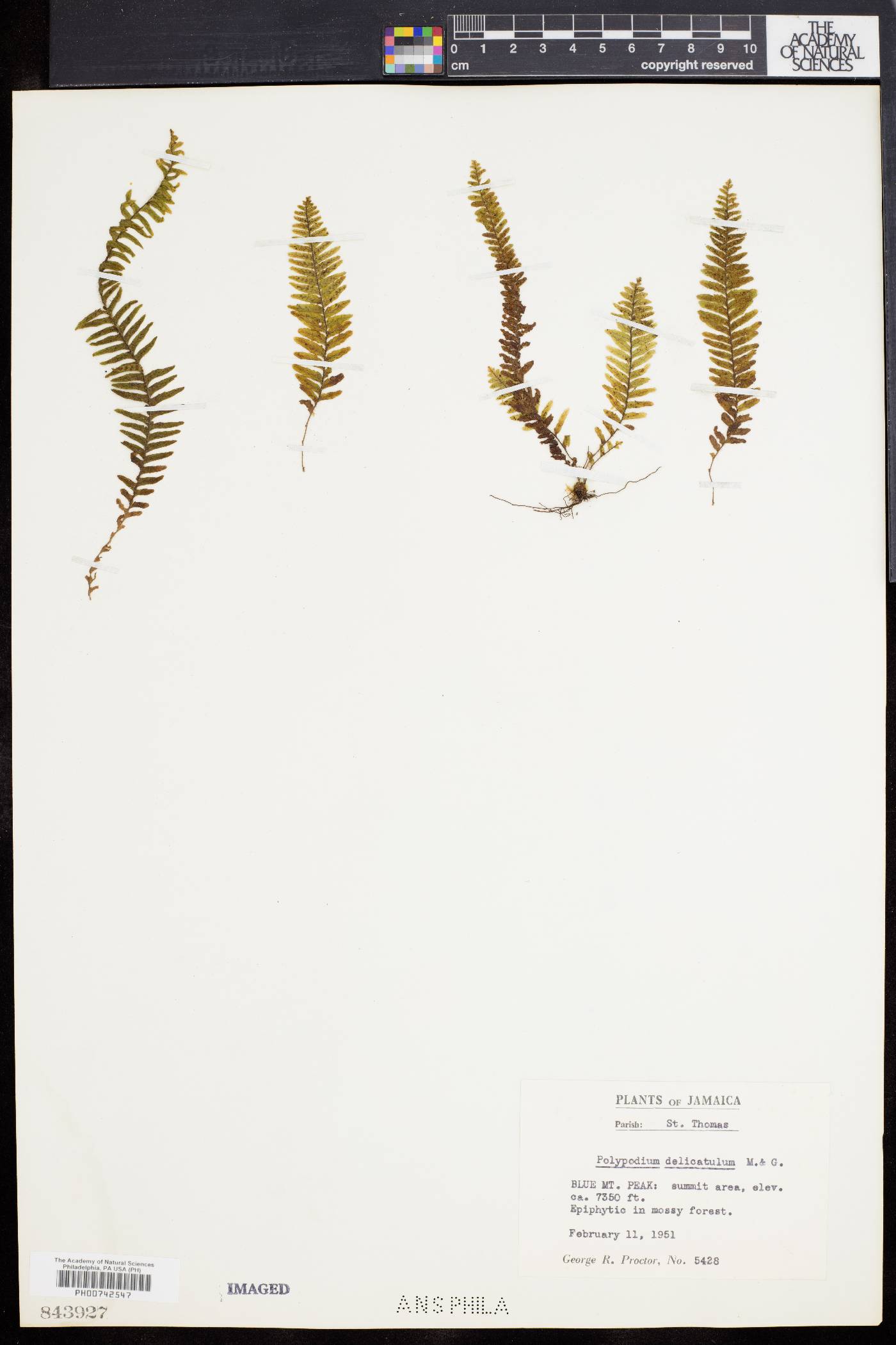 Galactodenia delicatula image