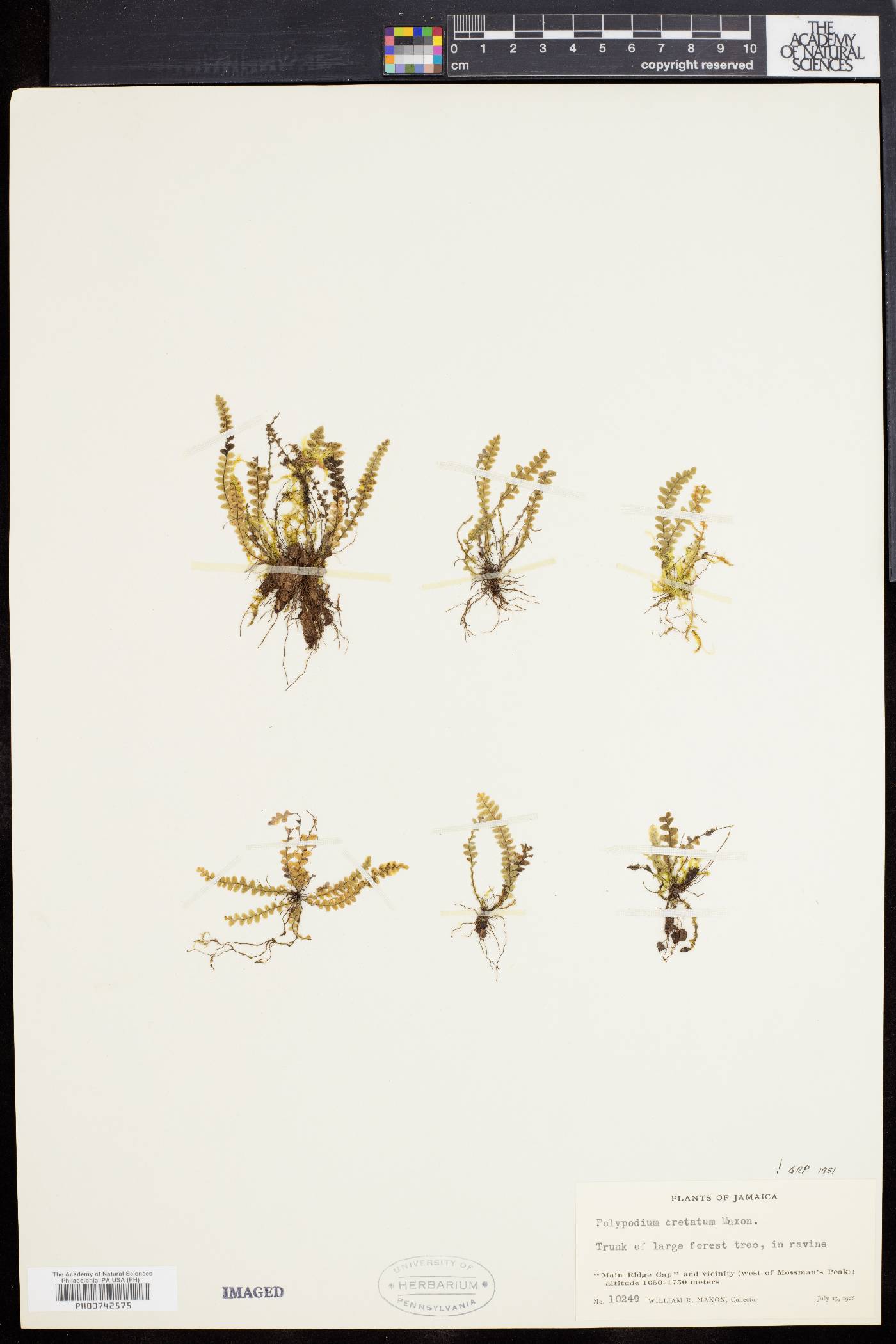 Mycopteris cretata image