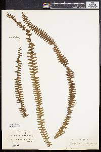 Polypodium cultratum image