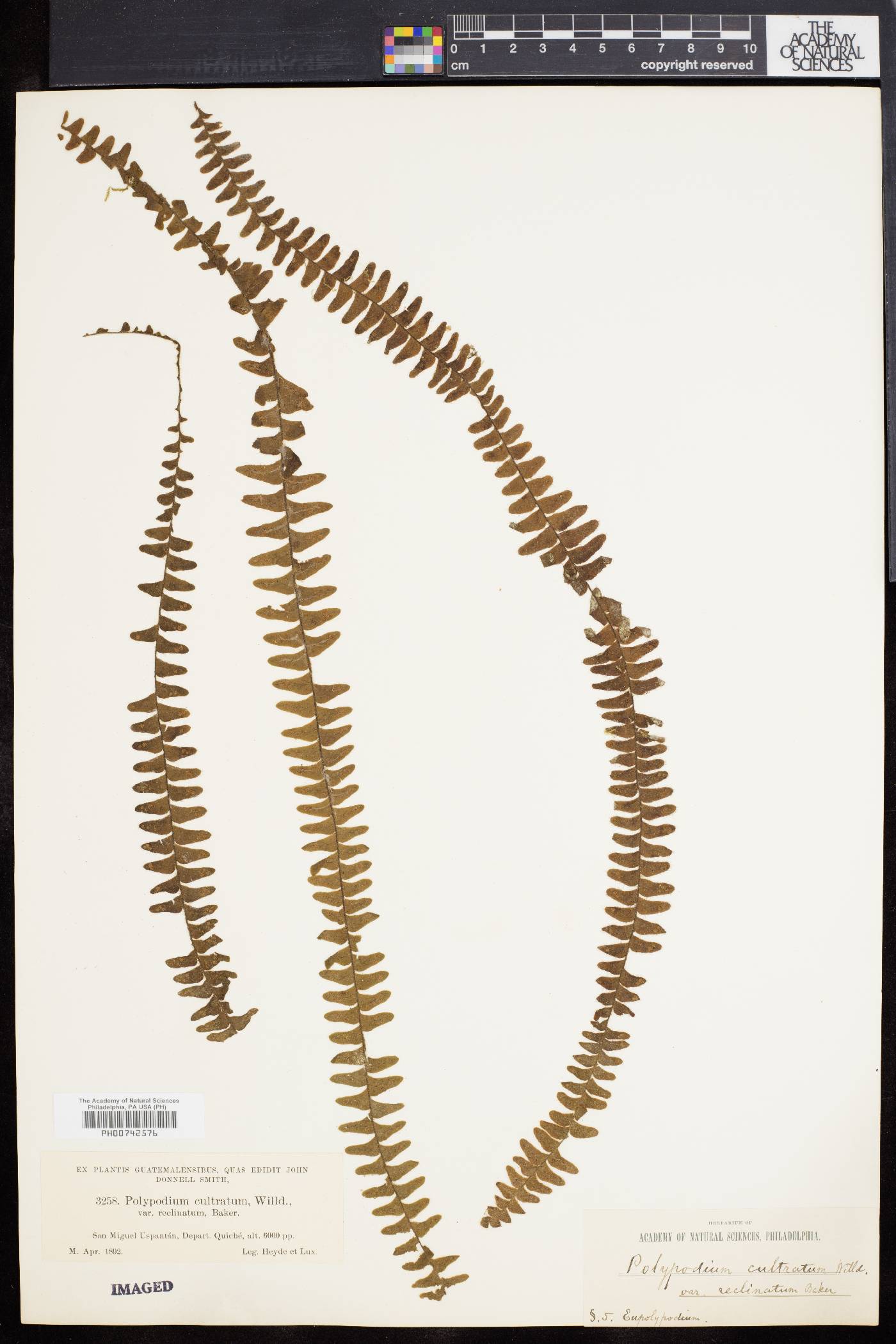 Polypodium cultratum image