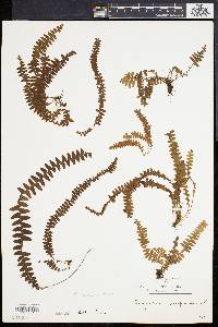 Polypodium cultratum image