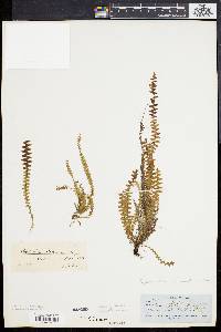 Polypodium cultratum image