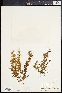 Polypodium cultratum image