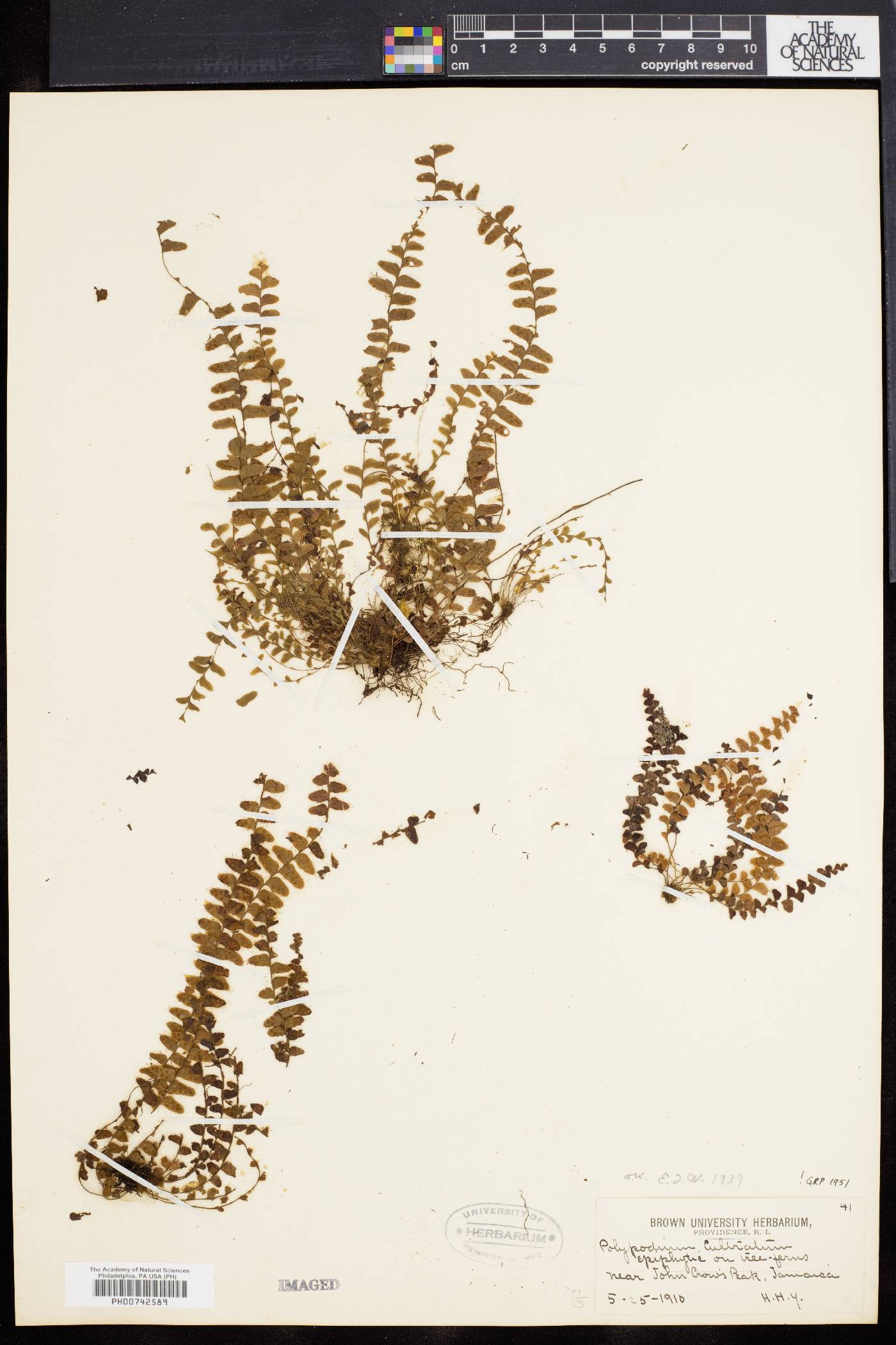 Polypodium cultratum image