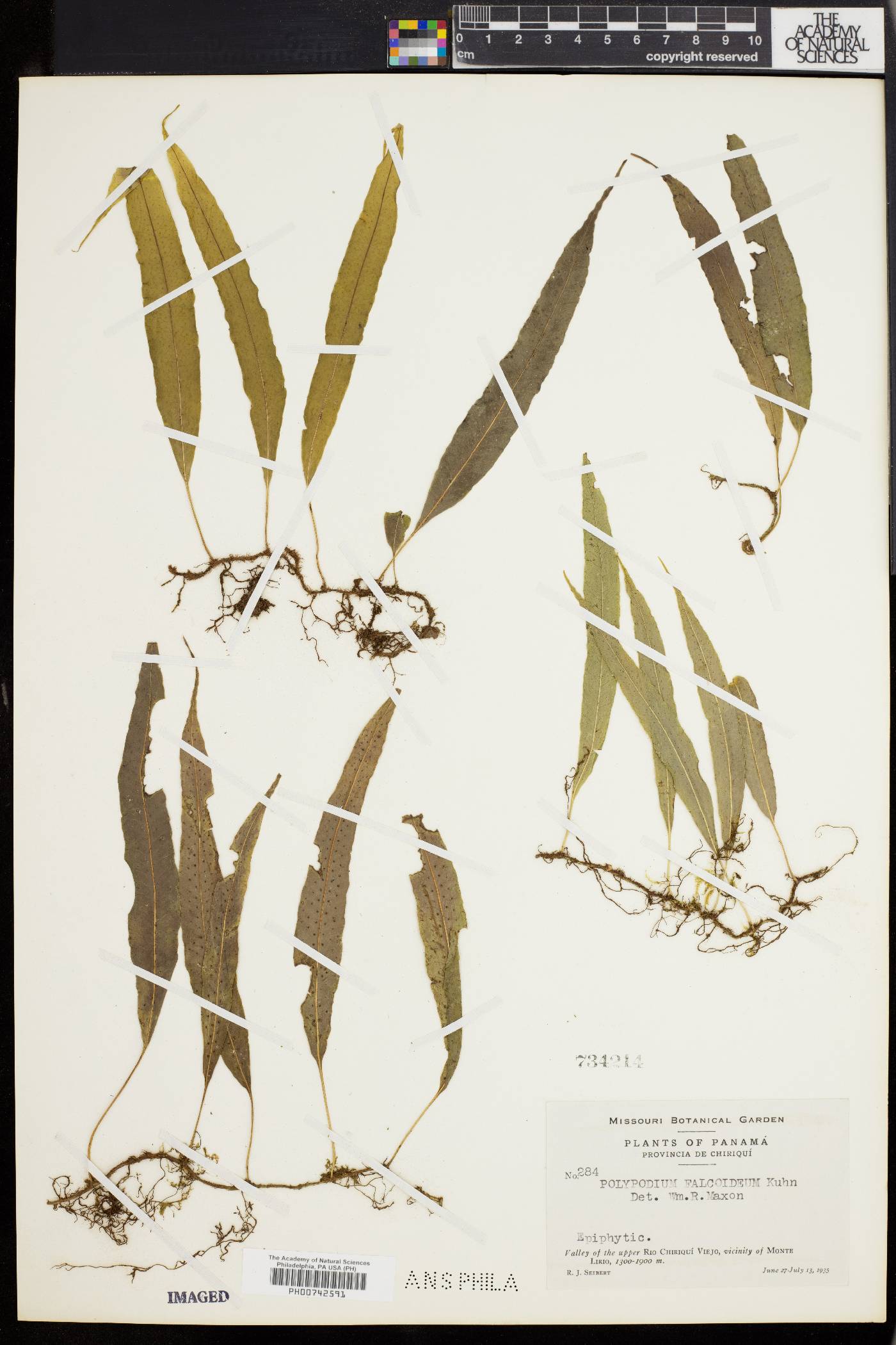 Campyloneurum falcoideum image