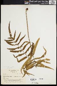 Media resource of Serpocaulon sessilifolium
