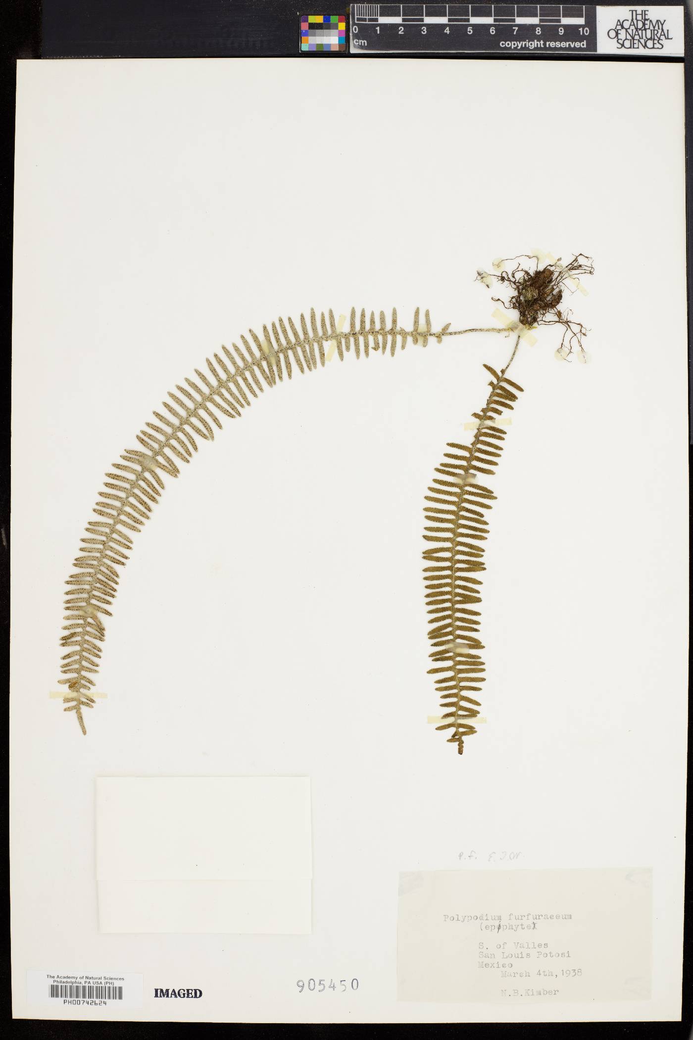 Polypodium furfuraceum image