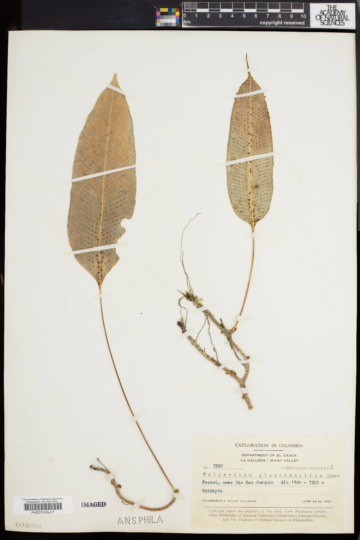 Serpocaulon levigatum image